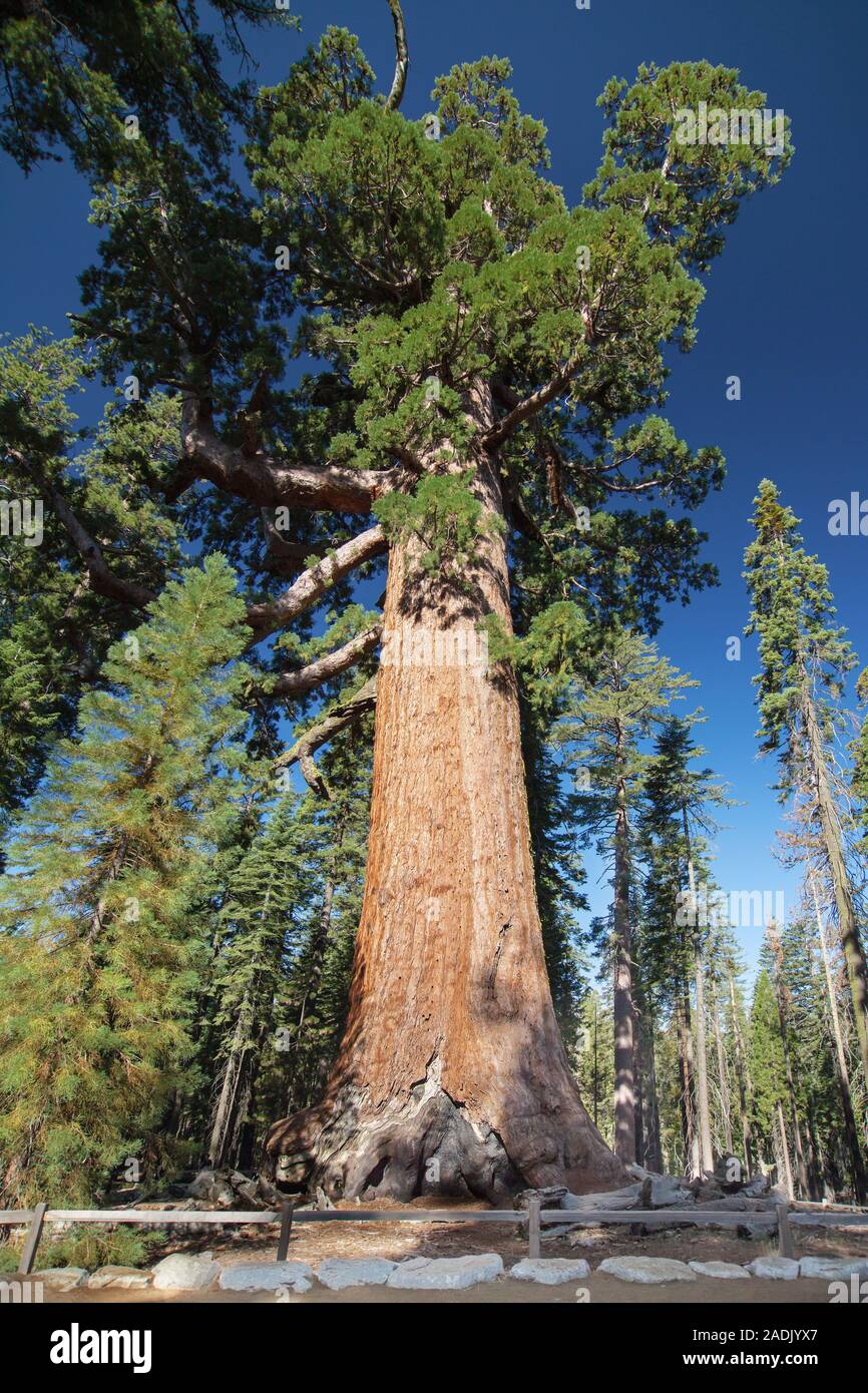 Grizzly Giant tree in Mariposa Grove, Yosemite National Park, Kalifornien, USA. Stockfoto