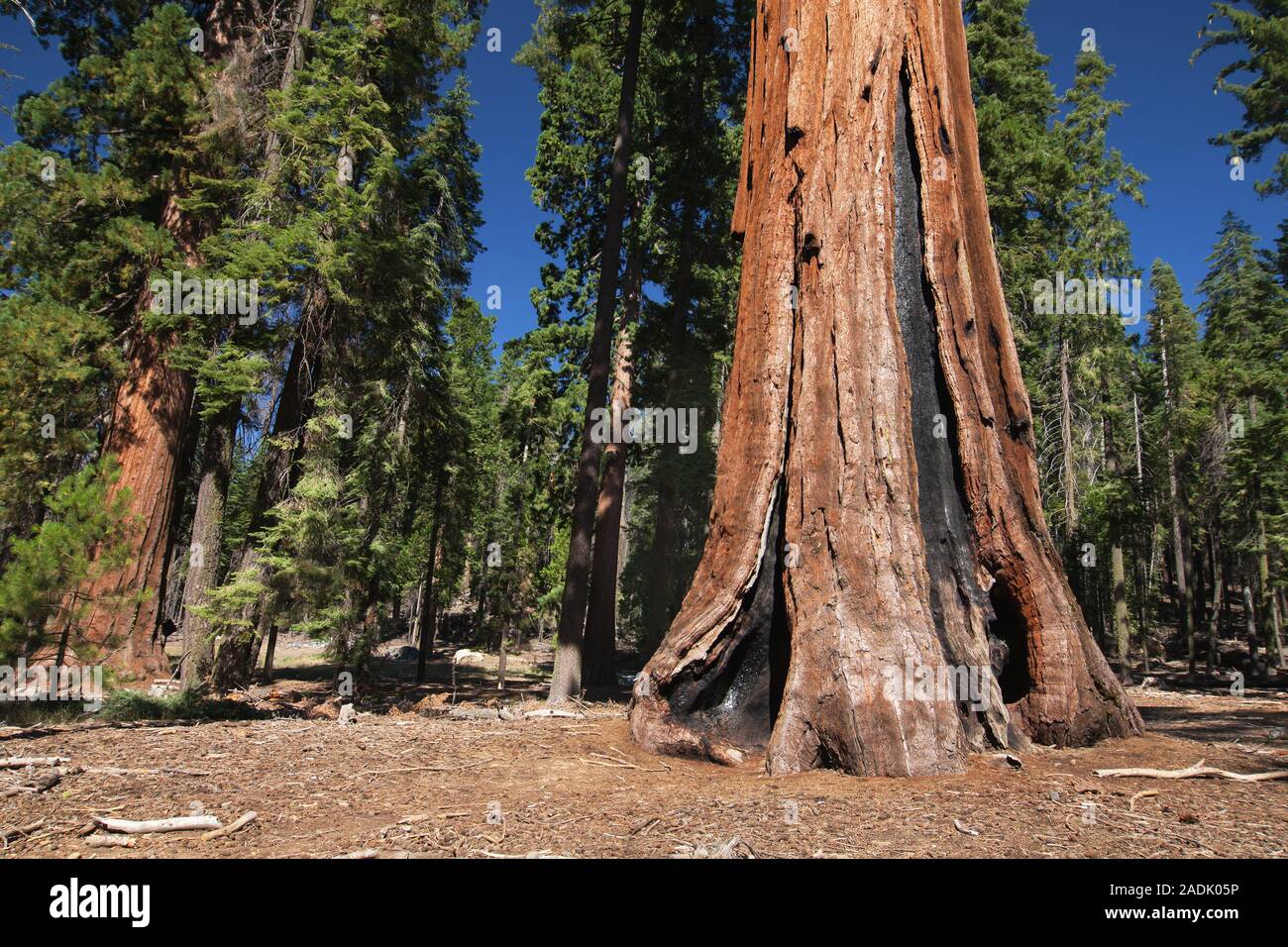 Sequoia in Mariposa Grove, Yosemite National Park, Kalifornien, USA verbrannt. Stockfoto