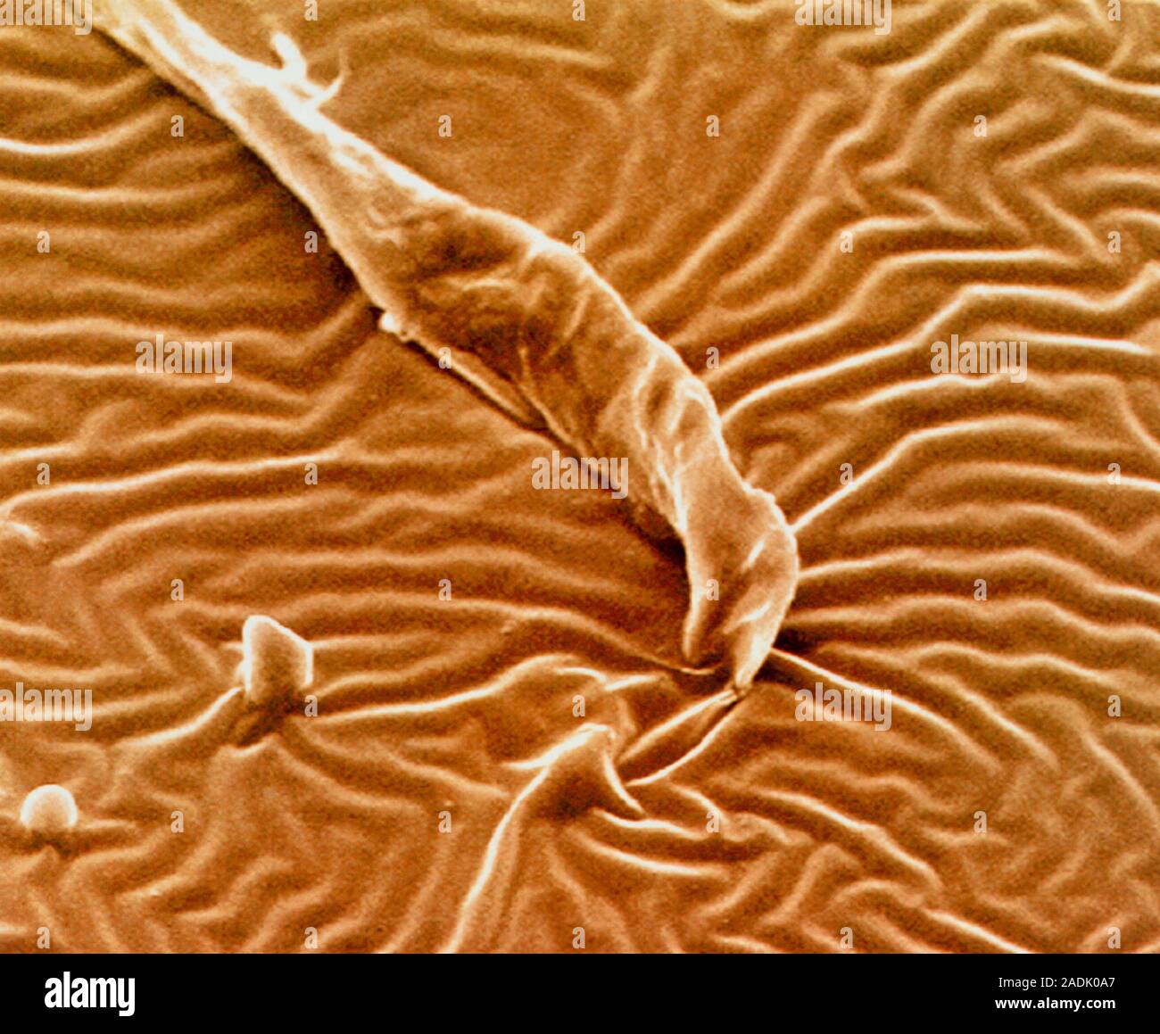 Kondom Gummi. Farbige Scanning Electron Micrograph (SEM) der Kondom Gummi. Ein Kondom ist eine