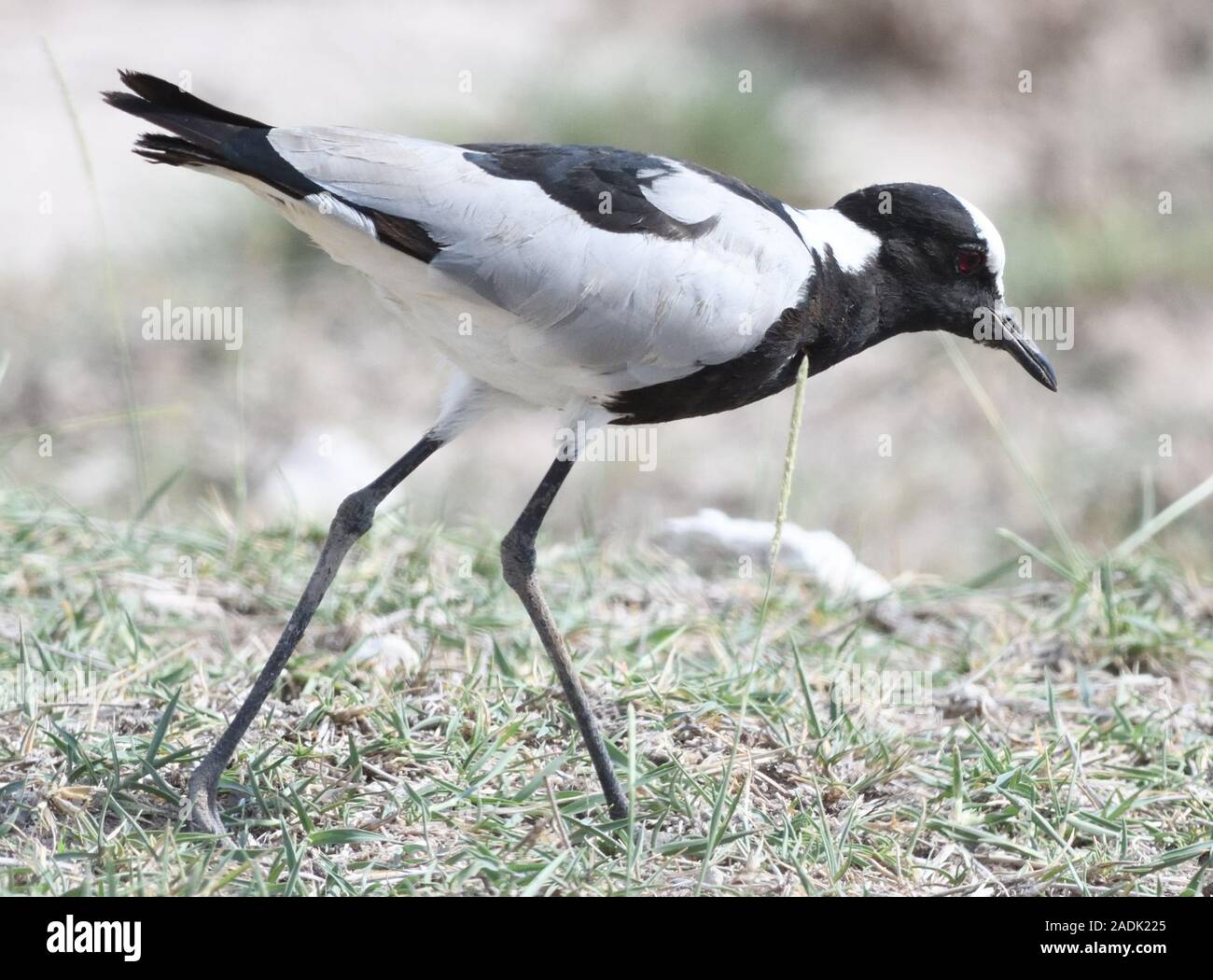 Ein Schmied Kiebitz oder Schmied plover (Vanellus armatus). Sinya Wildlife Management Area, Tansania. Stockfoto