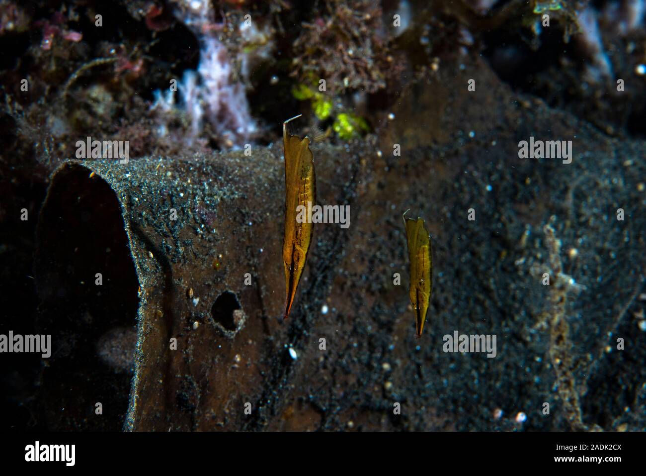 Unterwasseraufnahmen Stockfoto