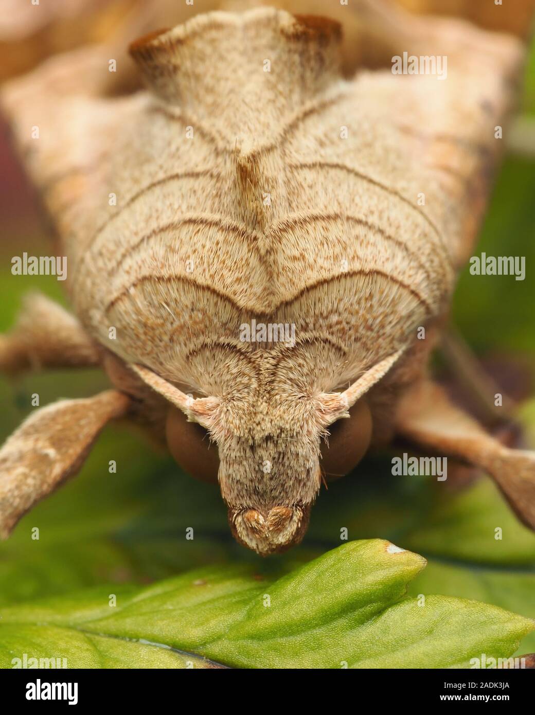 Nahaufnahme Vorderansicht eines Winkels Schattierungen Motte (Phlogophora meticulosa) sitzt auf einem Farn. Tipperary, Irland Stockfoto
