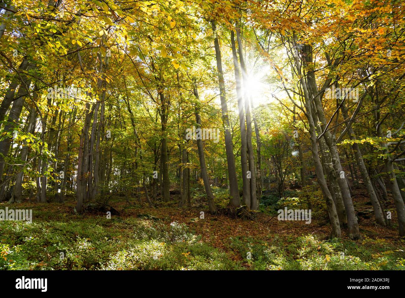 Wald im Herbst mit Sonnenstrahlen hinter den Blättern Stockfoto