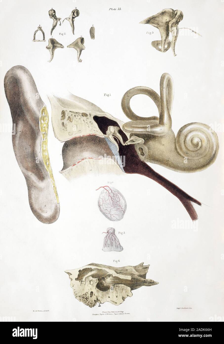 Ohr Anatomie. Historische anatomische Kunstwerk eines menschlichen Ohr ...