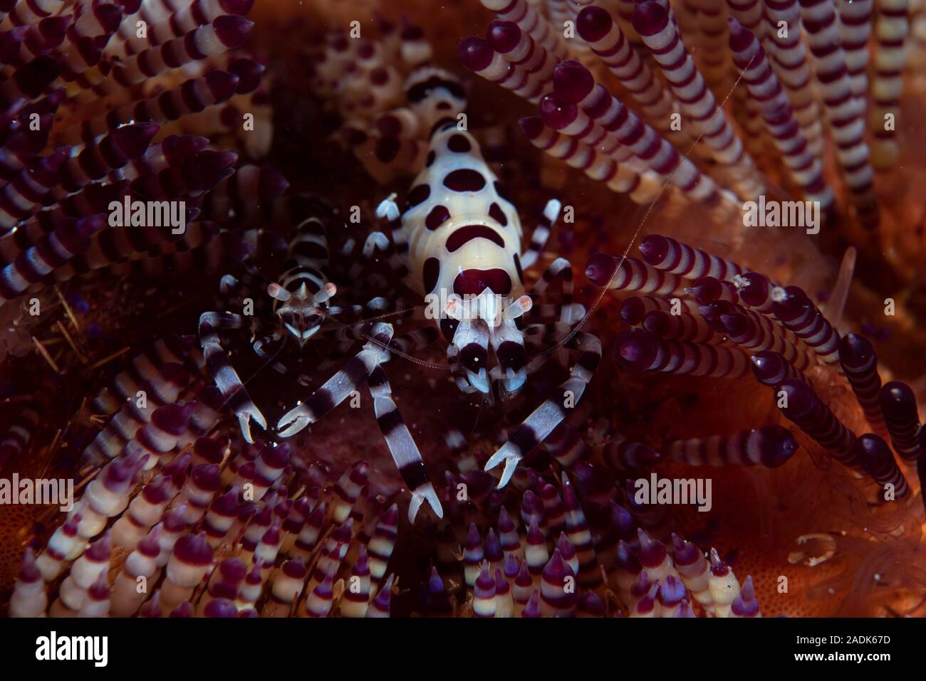 Coleman Shrimps Periclimenes colemani Stockfoto