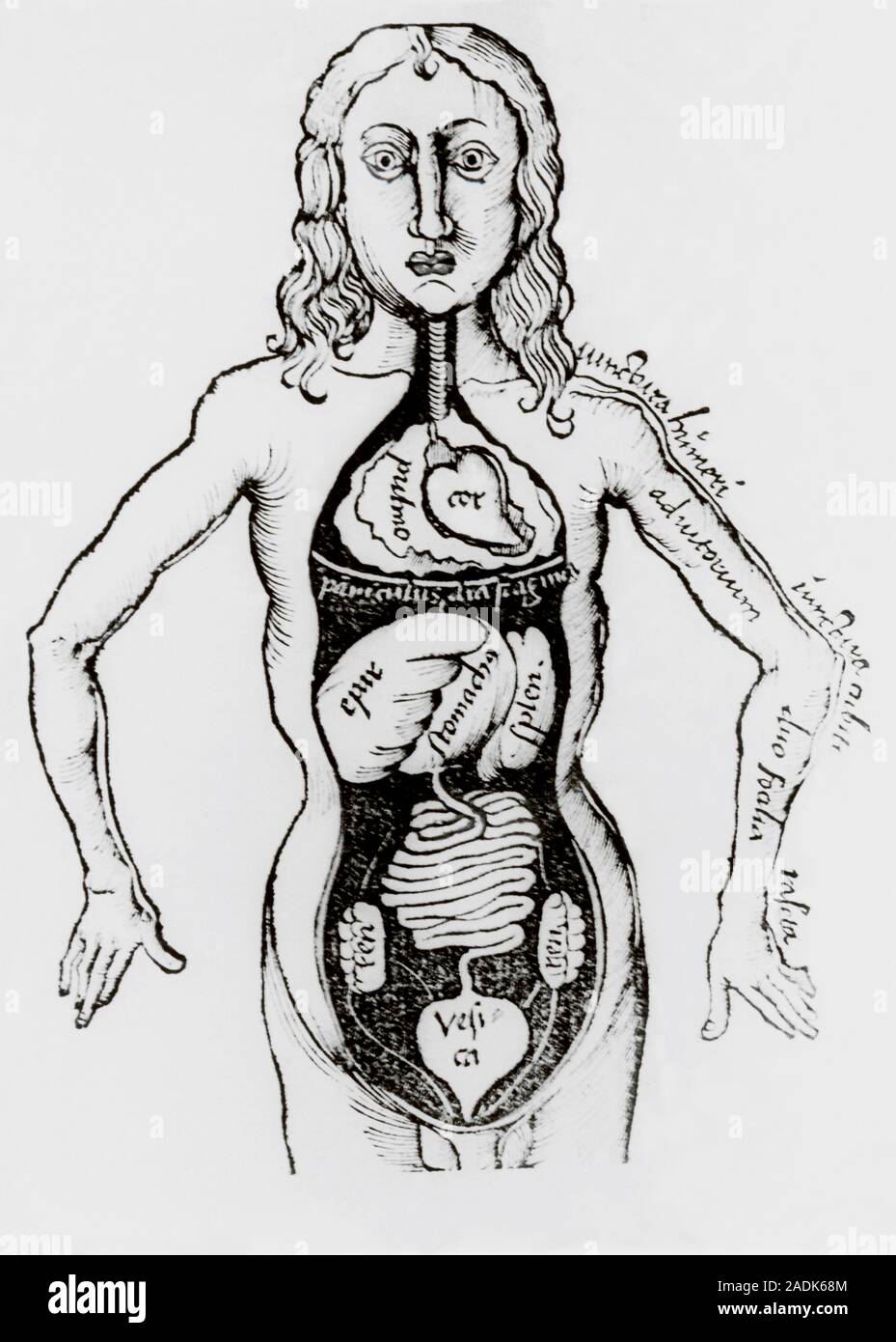 Hakenbüchse Im 15 Und 16 Jahrhundert Die menschliche Anatomie wie in Perlen der Weisheit von Reisch 1508