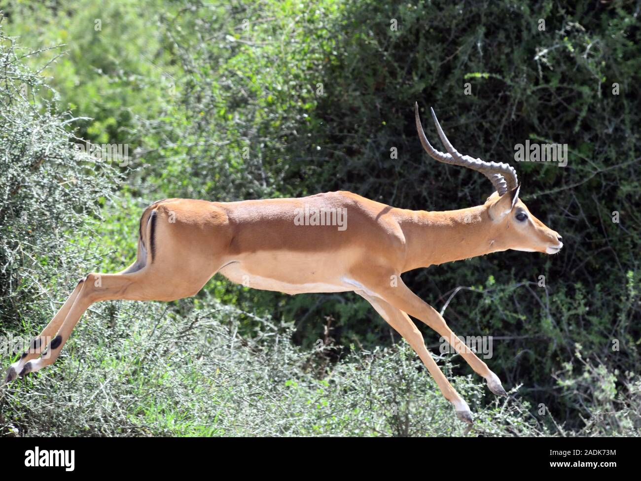 Ein Impala durchläuft trockenes Peeling. Sinya Wildlife Management Area, Tansania. Stockfoto