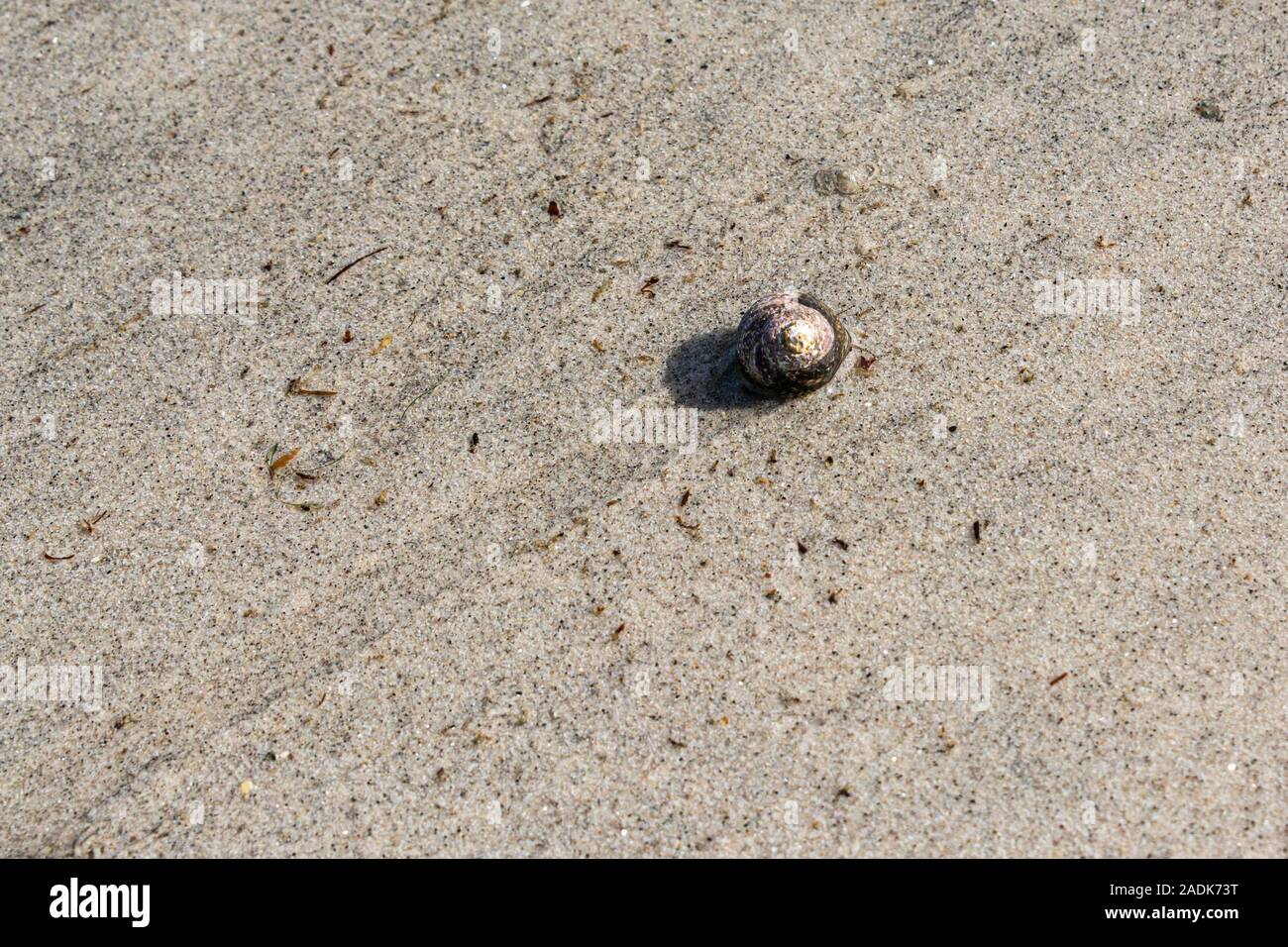 Eine Schnecke mit Oberschale, die Spuren in nassem Sand macht Stockfoto