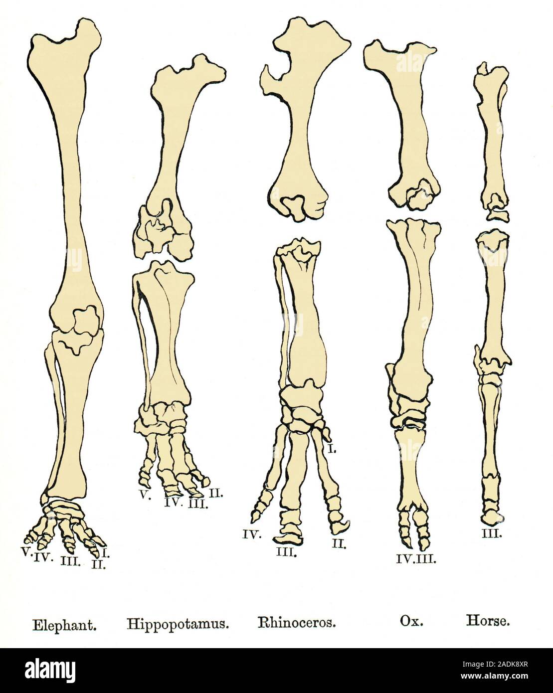 Vergleich der Fu Anatomie der Tiere. Farbige historische Kunstwerke der  Knochen der Fu eines Elefanten, Flusspferde, Nashrner, Bffel und Pferd.  Die Stockfotografie - Alamy