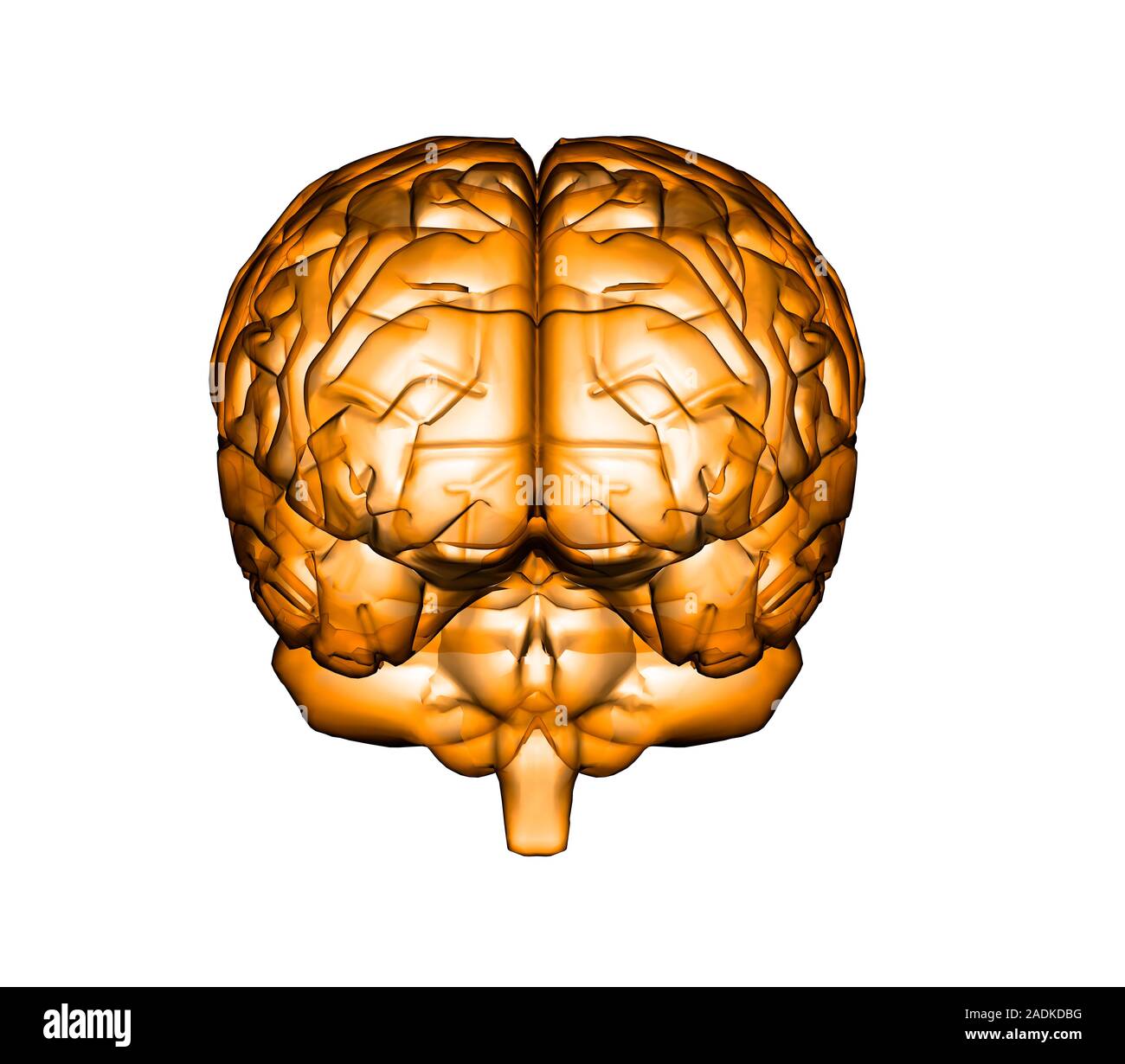 Menschliche Gehirn, Vorderansicht, computer Artwork. Das Gehirn ist in zwei Hemisphären unterteilt. Der Hirnstamm (unten Mitte) verbindet das Gehirn mit der Wirbelsäule Stockfoto