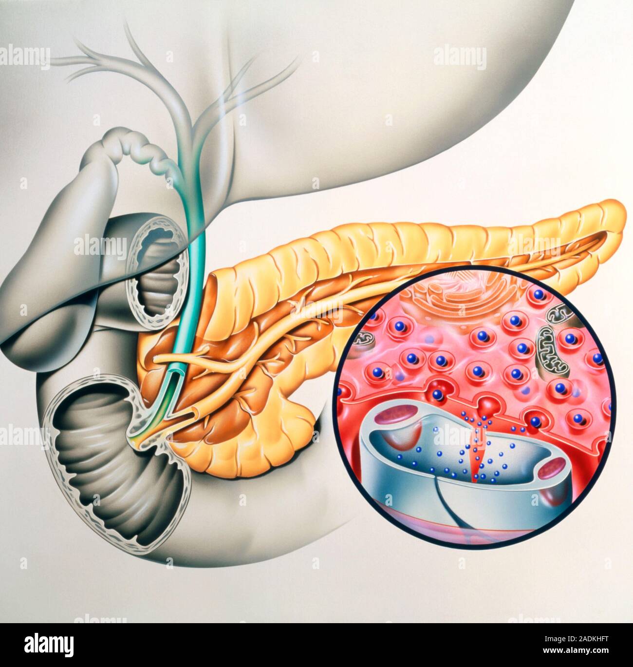 Die insulinproduktion. Artwork der menschlichen Bauchspeicheldrüse, die Produktion des Hormons Insulin. Die bauchspeicheldrüse (gelb) ist ein konischer Drüse im gelegen Stockfoto
