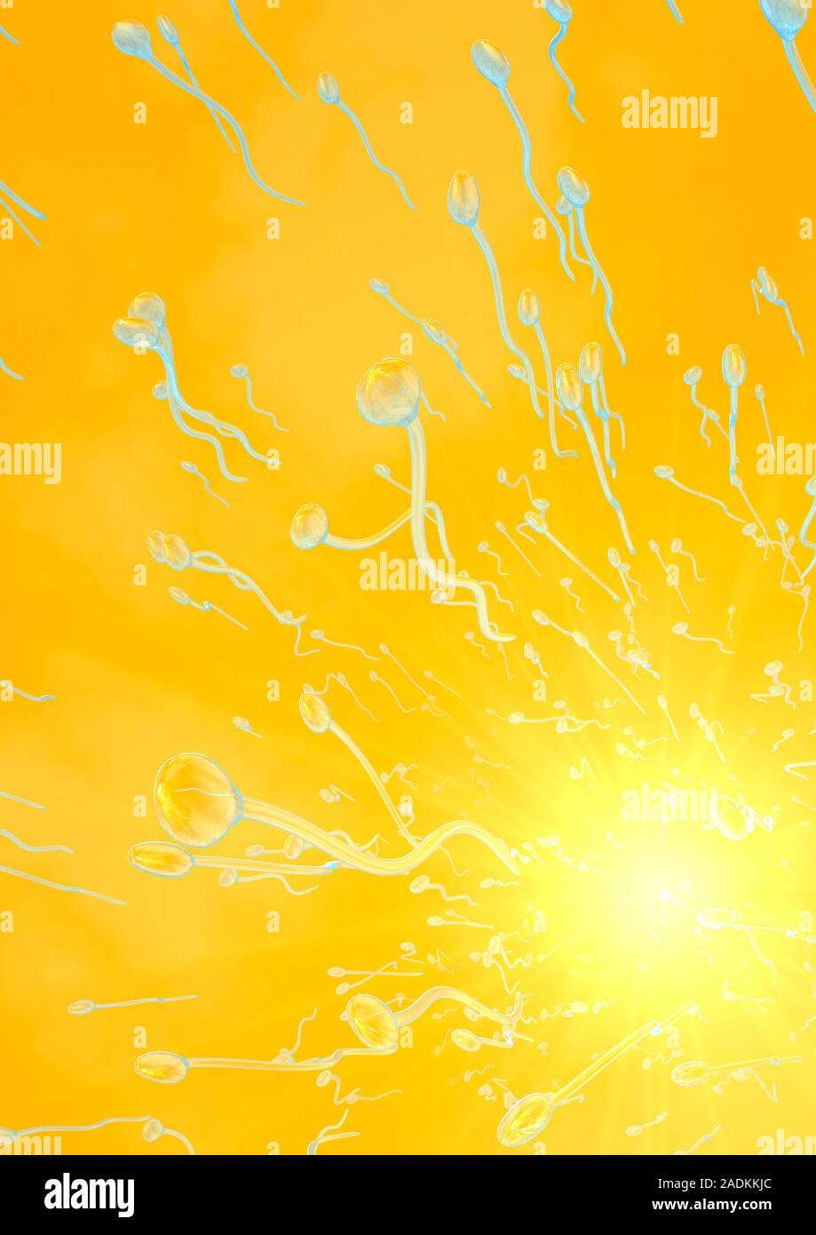 Spermien, computer Artwork. Die spermien sind die männlichen
