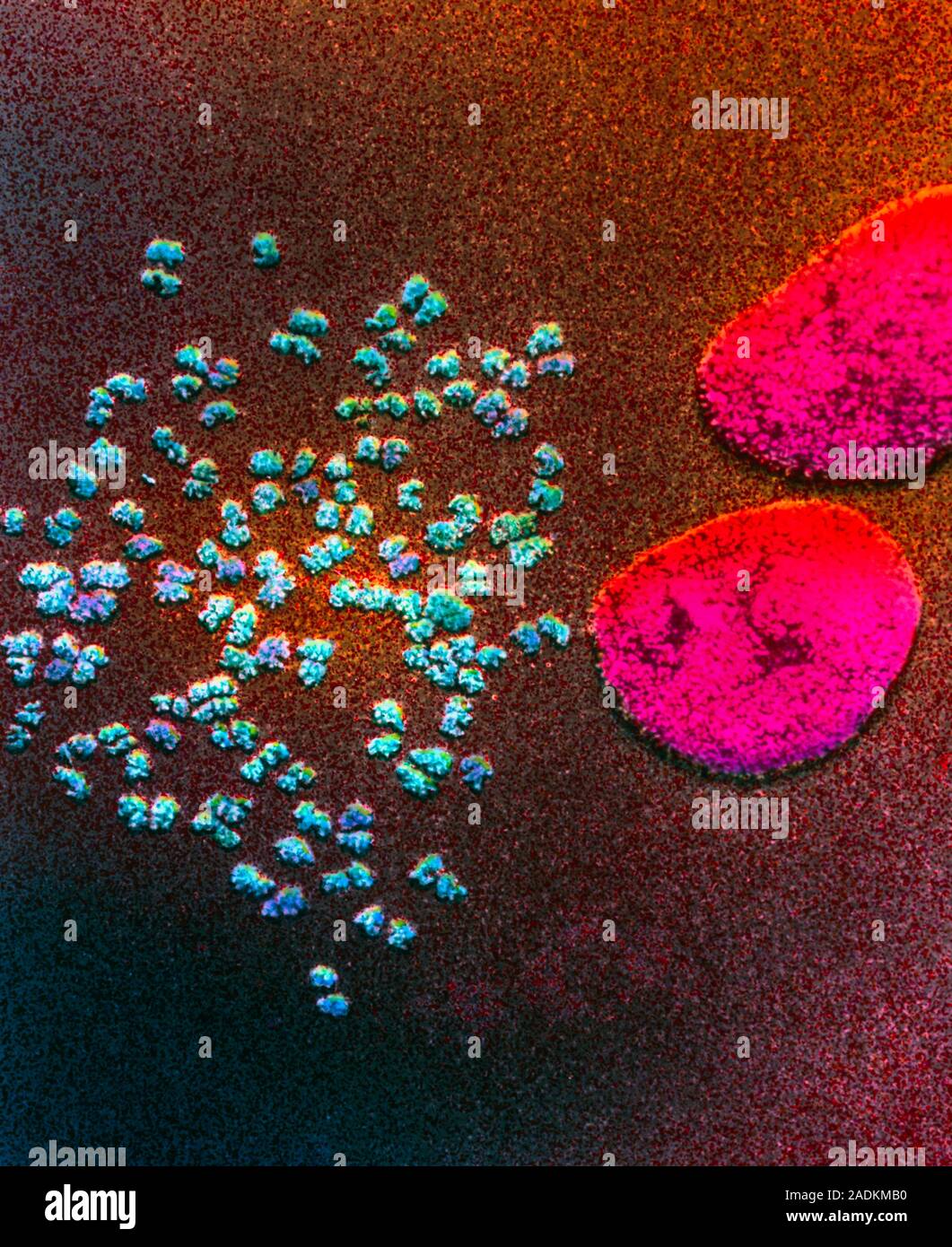 Menschliche Chromosomen. Farbige Scanning Electron Micrograph (SEM) der