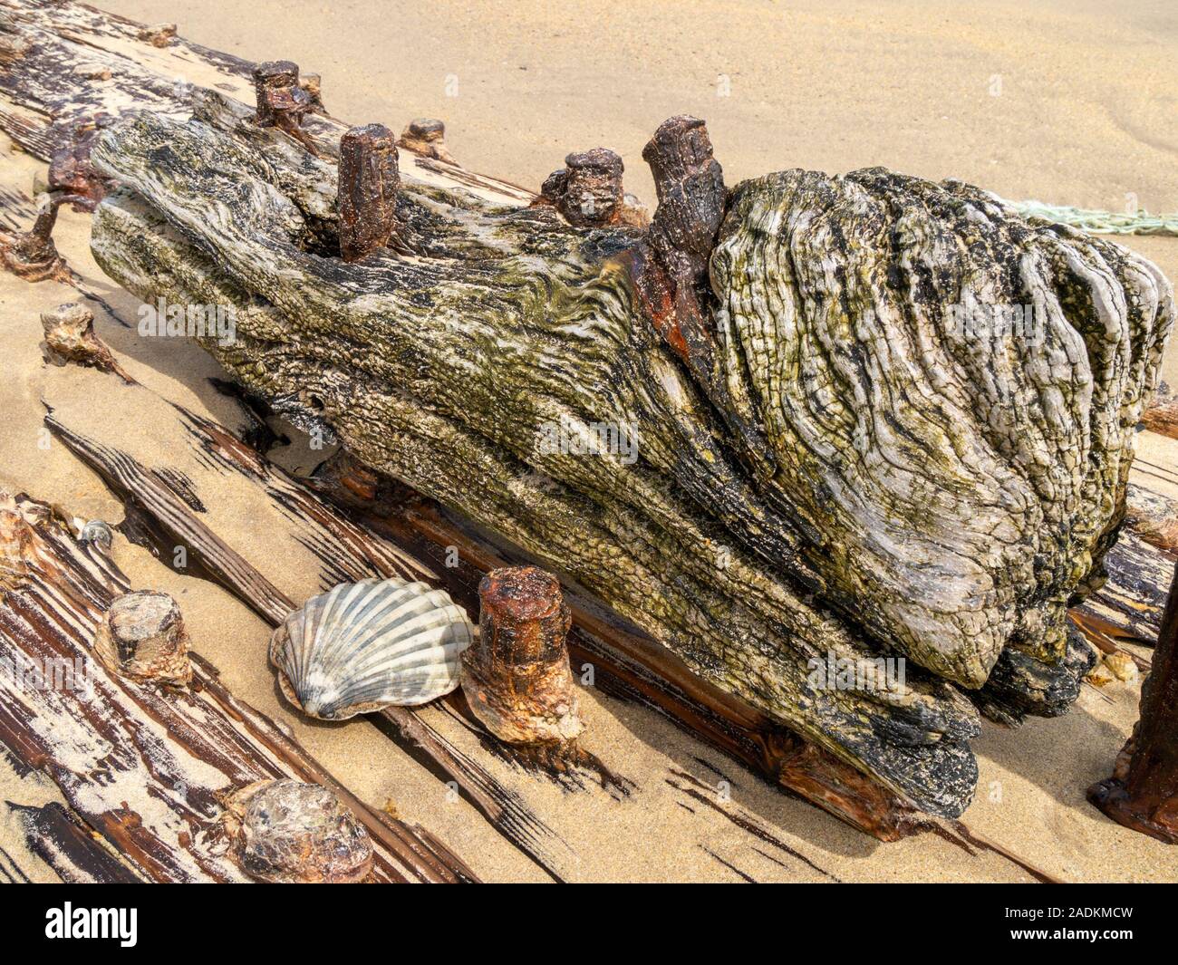 Alte hölzerne Schiffswrack Hölzer und Jakobsmuschel auf schottischen Strand, Großbritannien Stockfoto