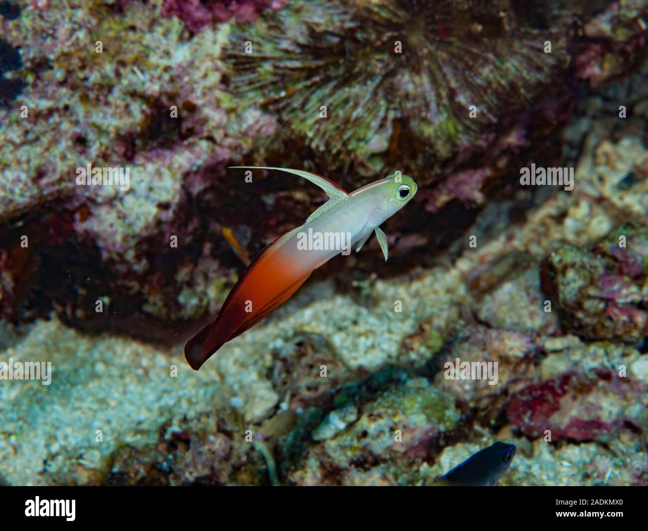 Die Firefish Goby (Nemateleotris magna), auch bekannt als Red-Fire Goby, der Fire Dartfish oder der herrliche Feuerfisch ist eine Art von Dartfisch. Stockfoto