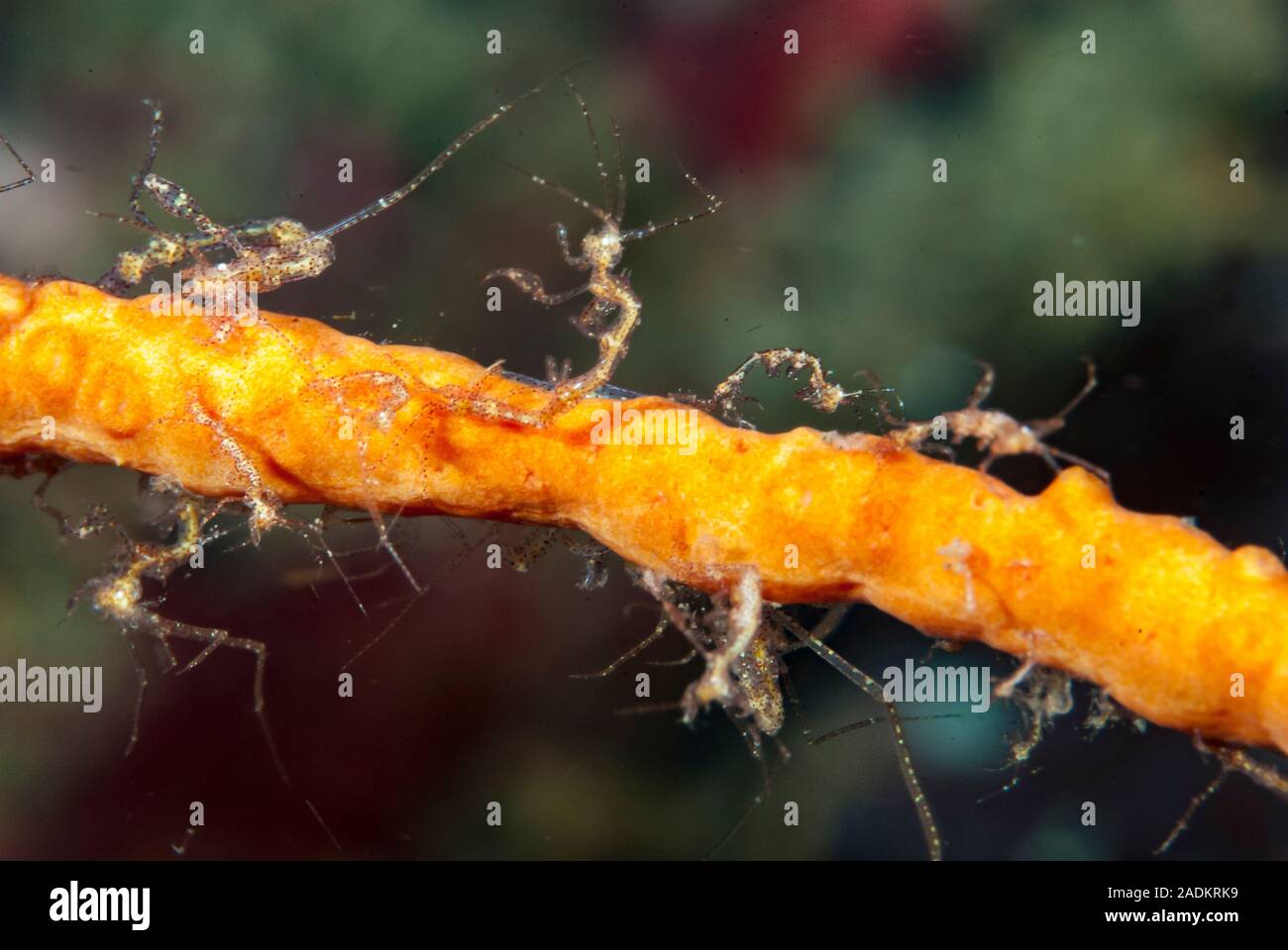 Caprellid Sp Stockfotos und -bilder Kaufen - Alamy