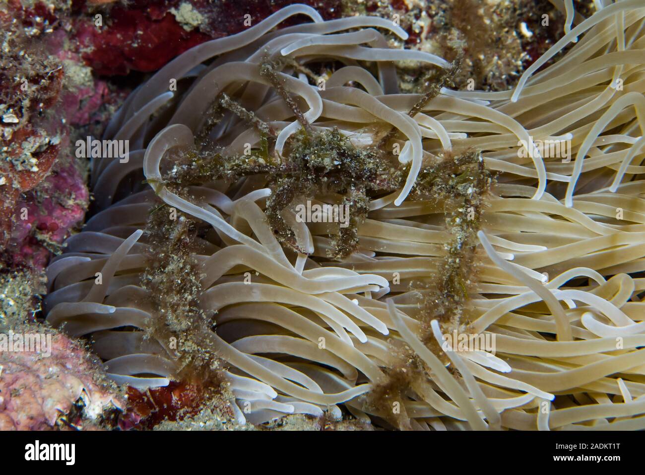 Seespinne Inachus palangium, grüne Anemone Anemonia viridis Stockfoto