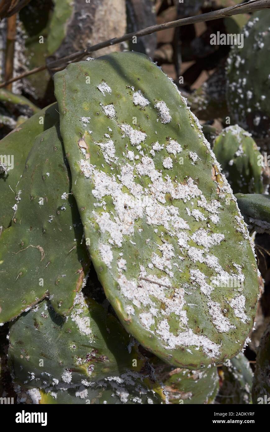 Dactylopius opuntiae Insekten auf Opuntia Blätter Stockfoto