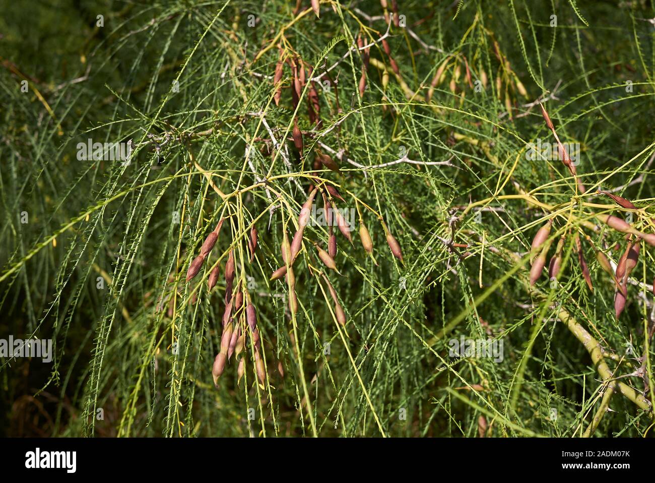Parkinsonia aculeata Zweig zu schließen, Stockfoto
