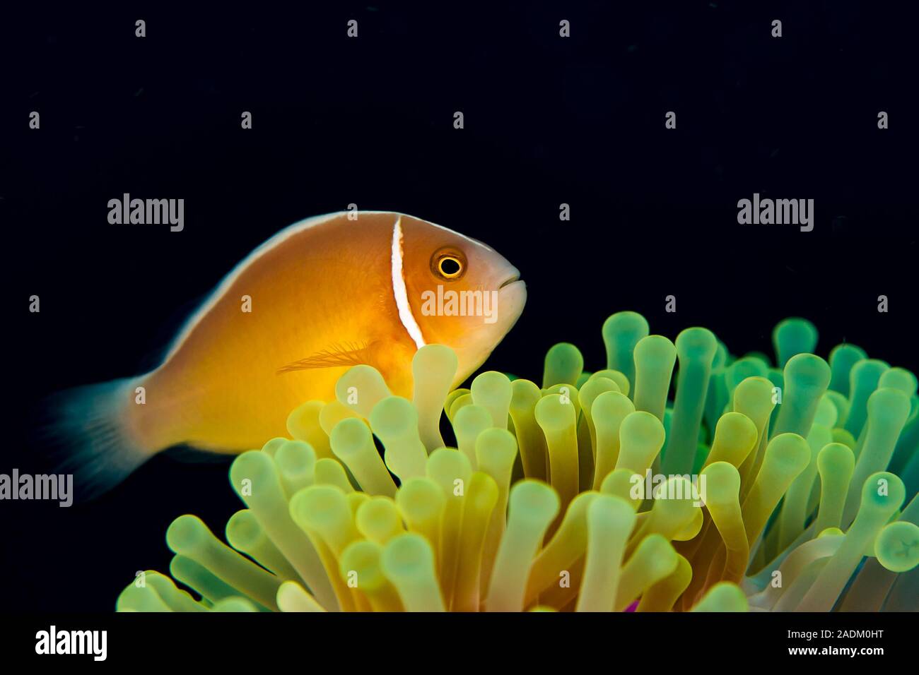 Die Rosa Anemonenfischen Amphiprion perideraion ist ein "generalist" Arten, die mehrere Seeanemonen bewohnen können. Stockfoto