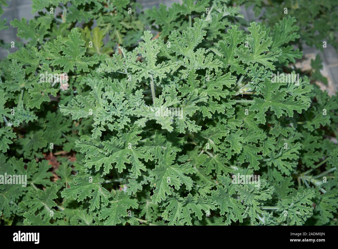 Grünen duftenden Blätter von Pelargonium graveolens Pflanze Stockfoto