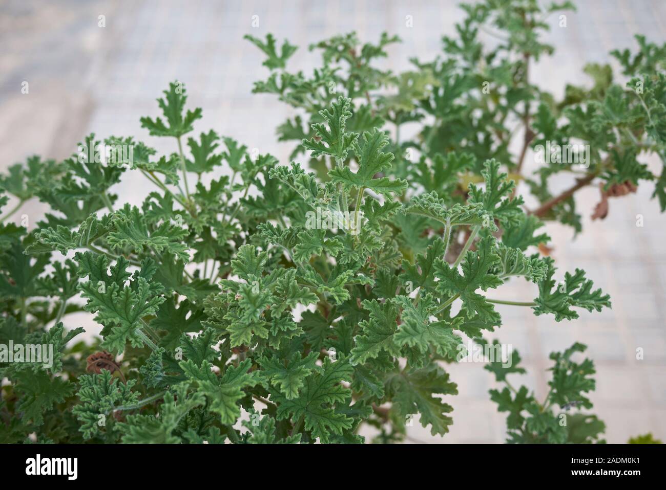 Grünen duftenden Blätter von Pelargonium graveolens Pflanze Stockfoto