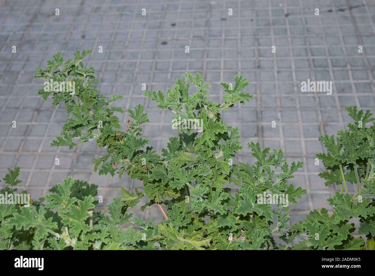Grünen duftenden Blätter von Pelargonium graveolens Pflanze Stockfoto