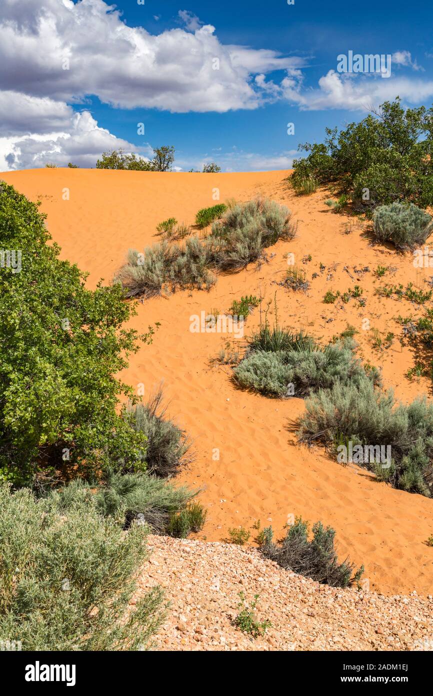 Coral Pink Sand Dunes State Park in der Nähe von Kanab, Utah Stockfoto