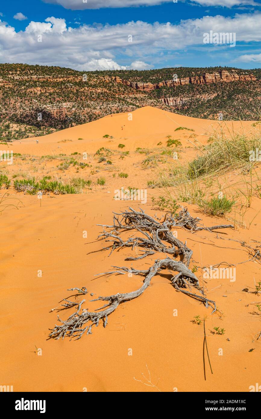 Coral Pink Sand Dunes State Park in der Nähe von Kanab, Utah Stockfoto