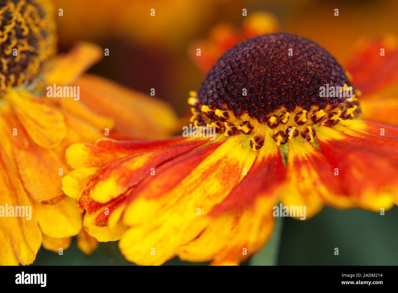 Helenium Mardi Gras'' (Helbro Sneezeweed) oder Helen's Blume Stockfoto