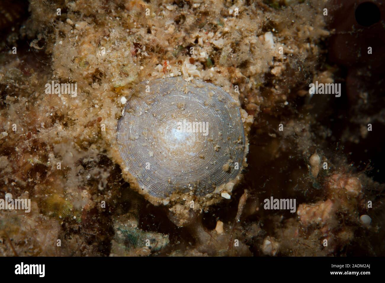 Foraminifera Stockfotos und bilder Kaufen Alamy