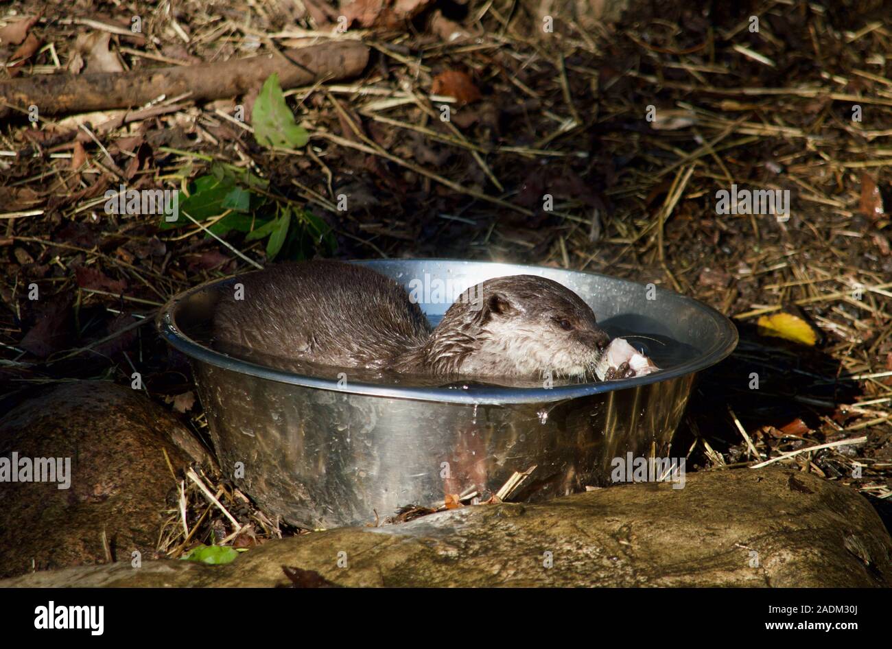 Eine Asiatische kleine Krallen Otter baden und das Essen an den London Wetland Centre in London, Großbritannien Stockfoto