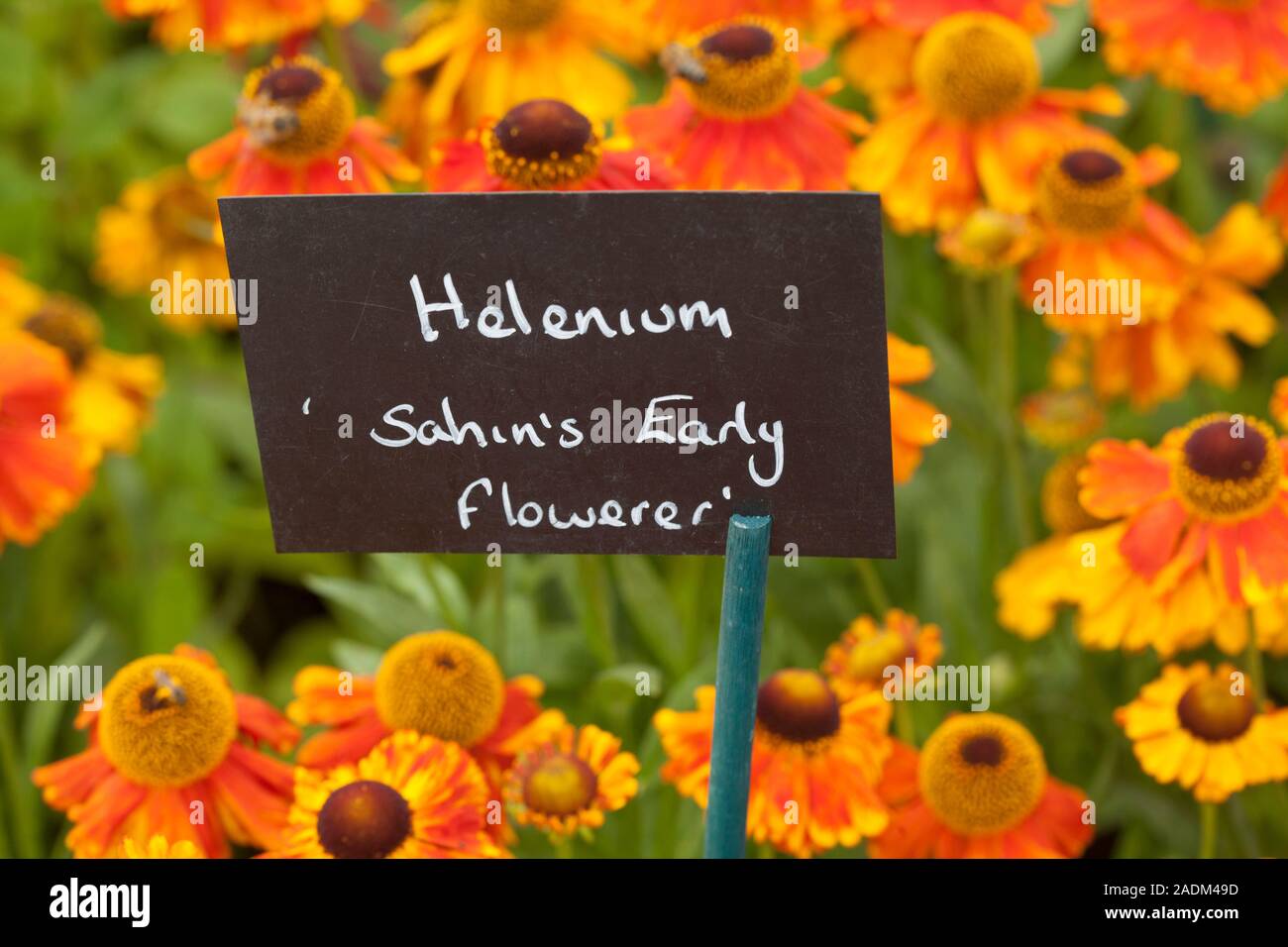 Helenium'S ahin Early Flowerer' (sneezeweed) oder Helen's Blume Stockfoto