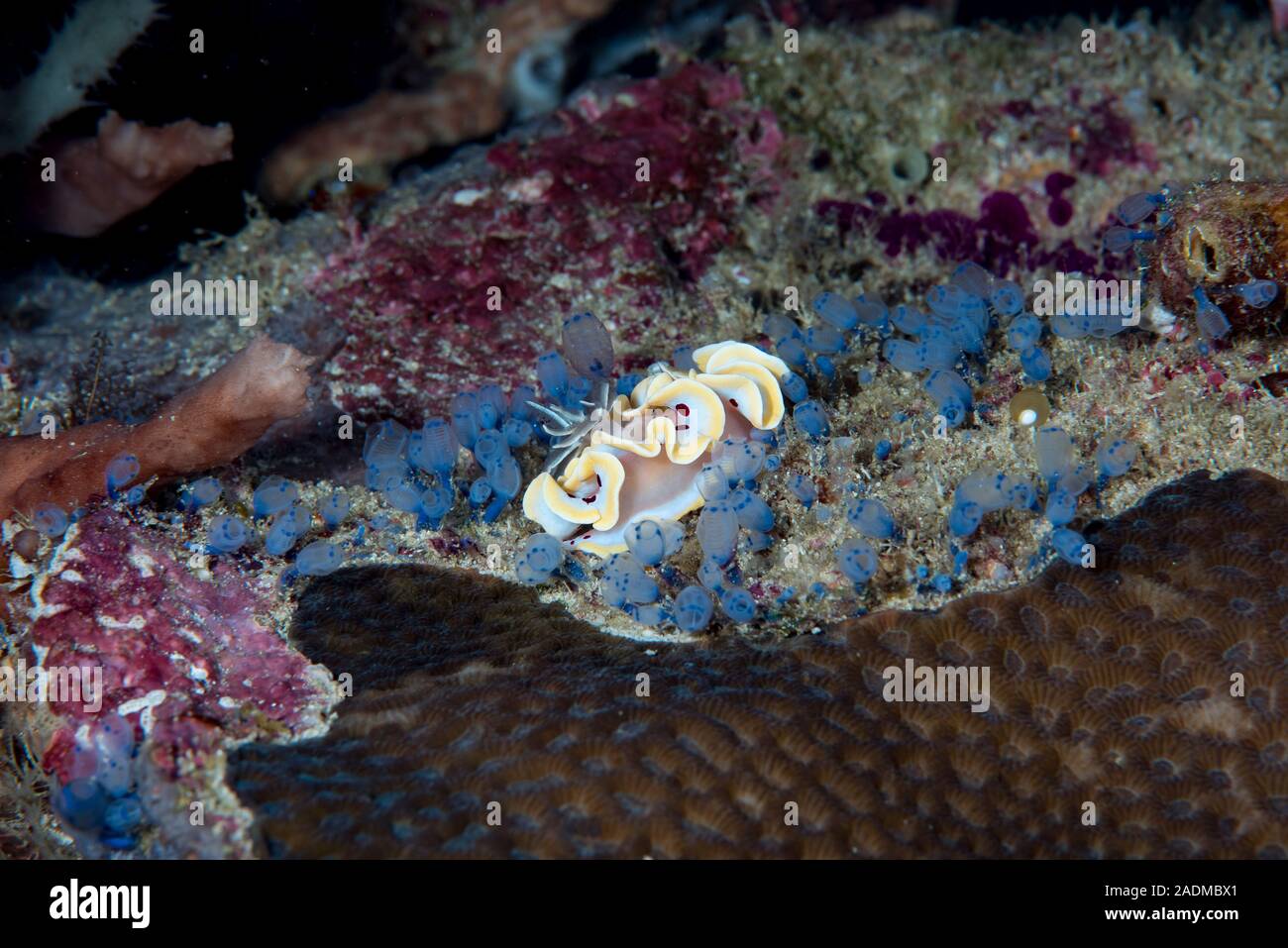 Bloody Glossodoris Ardeadoris cruenta Stockfoto