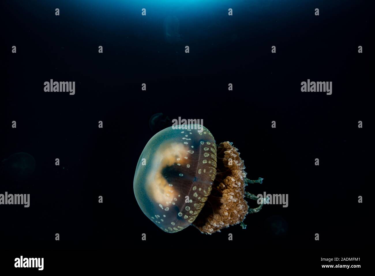 Jellyfish Lake Stockfoto
