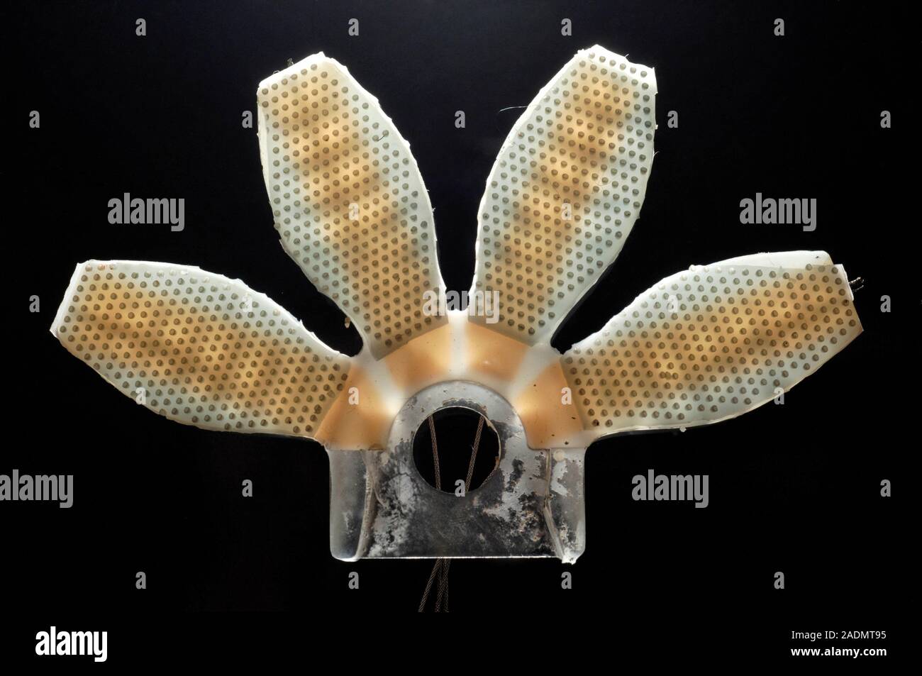 Synthetische gecko Zehen. Zehen von einem Roboter Fu entworfen  (biomimetik) den Fu einer Gecko nachahmen. Der Roboter Fu ist eine  trockene Klebstoff Polymer. Th Stockfotografie - Alamy