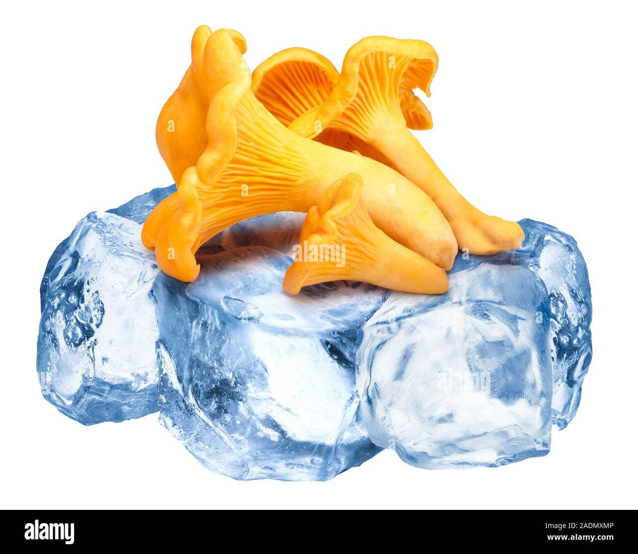 Pfifferlinge Einfrieren auf grobem Crushed Ice Stockfoto