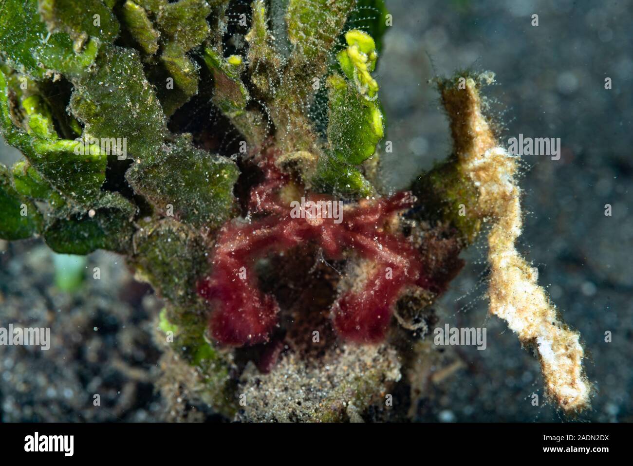 Orang-utan Krabbe Achaeus japonicus Stockfoto