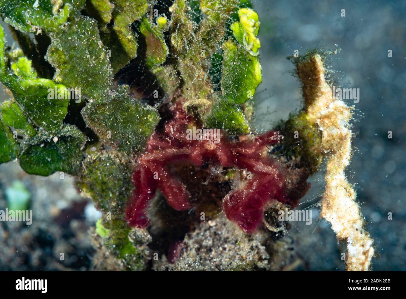 Orang-utan Krabbe Achaeus japonicus Stockfoto