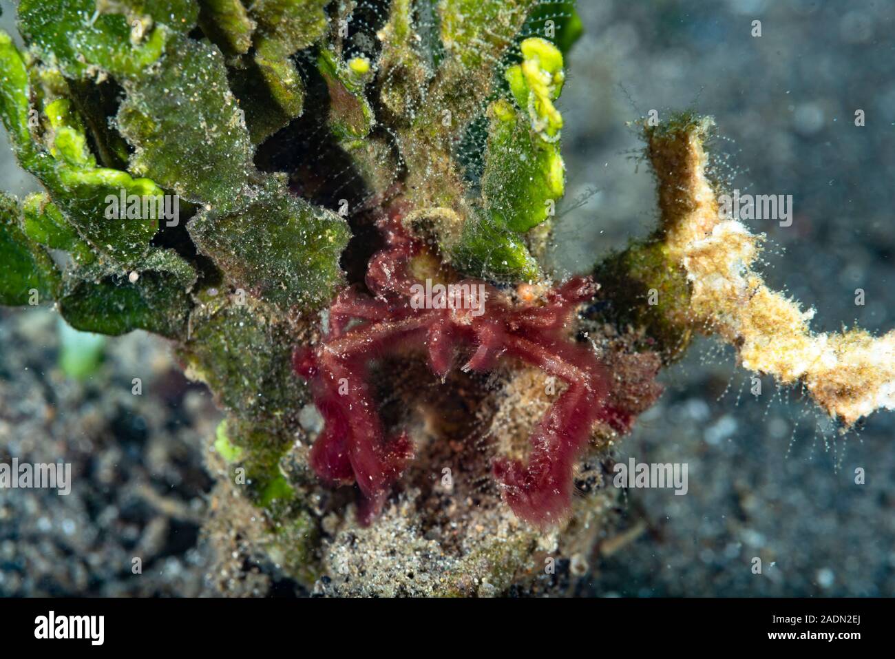 Orang-utan Krabbe Achaeus japonicus Stockfoto