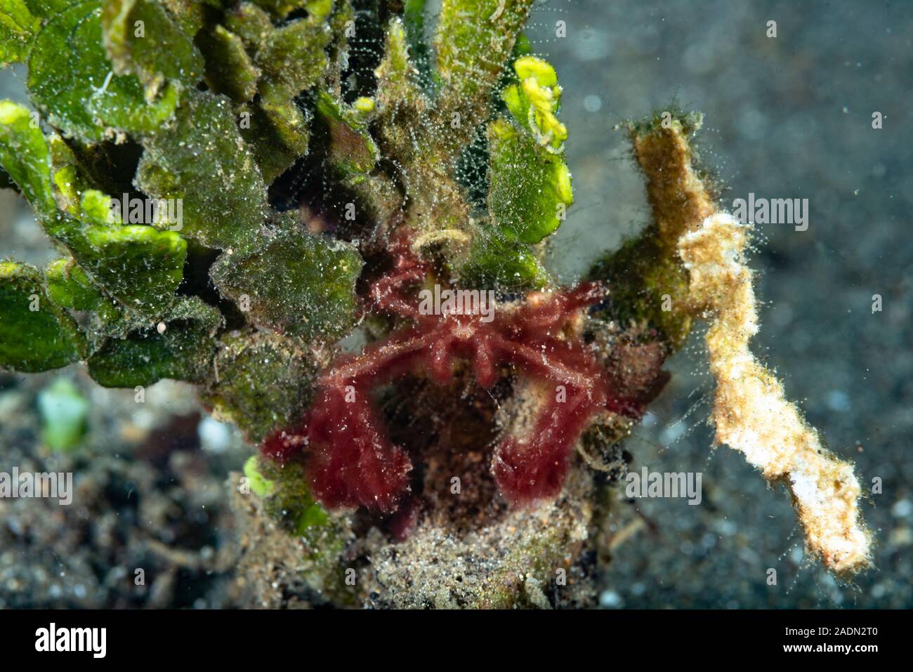 Orang-utan Krabbe Achaeus japonicus Stockfoto