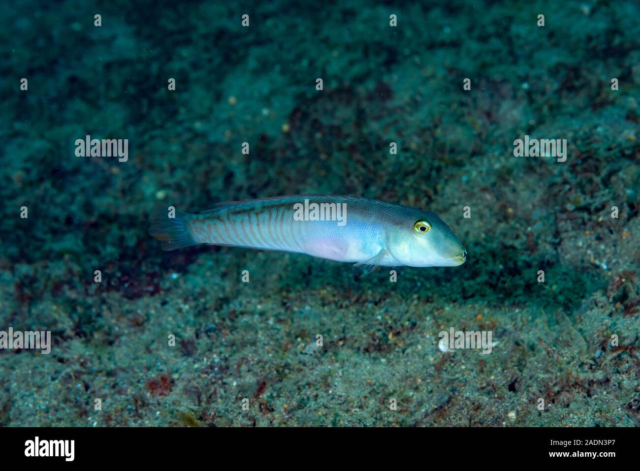 Rasiermesser Lippfisch Cymolutes torquatus Stockfoto