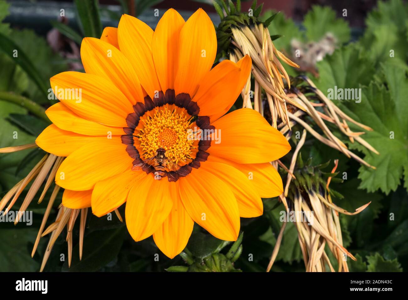 Eine Biene sitzt auf einem einzigen großen gelben Gazania oder Schatz Blume in voller Blüte, Gazania rigens. Stockfoto