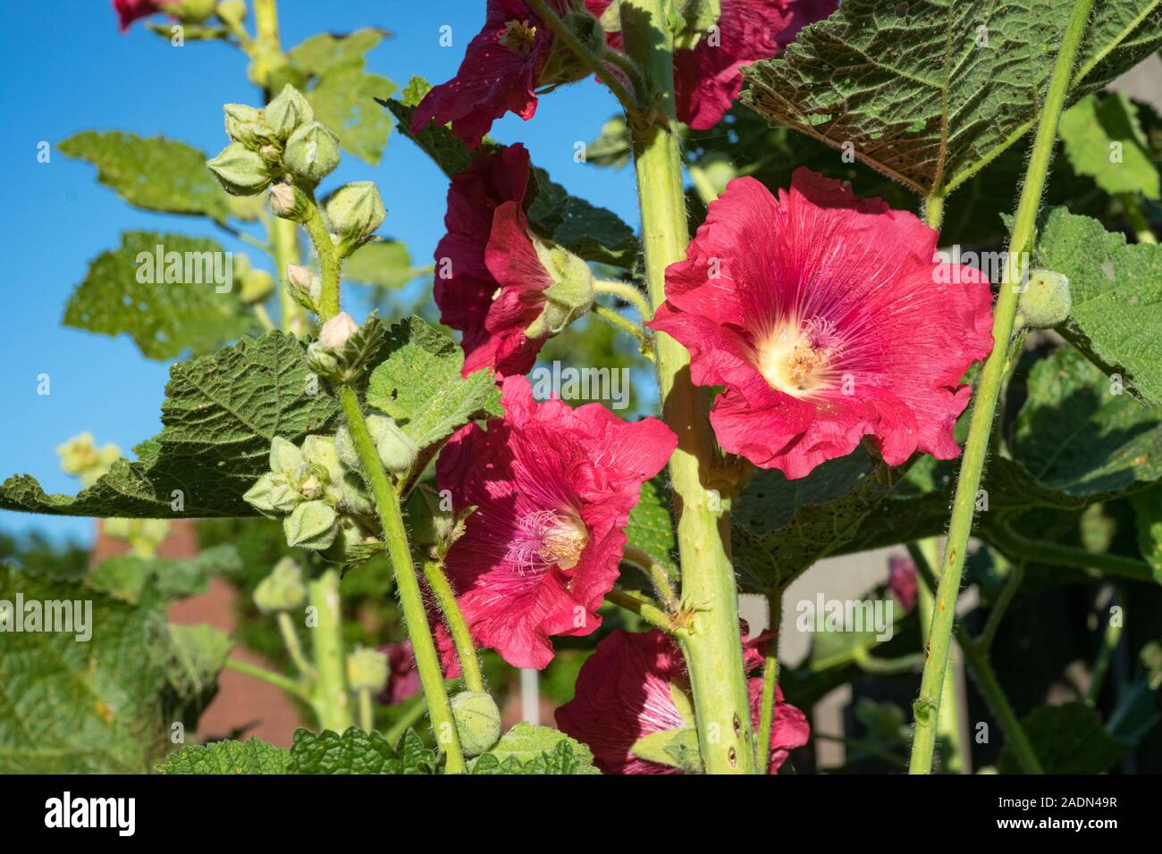 Bunte rosa rosa Malve Blumen (Alcea rosea) auf einem hellen Tag im Frühjahr Stockfoto