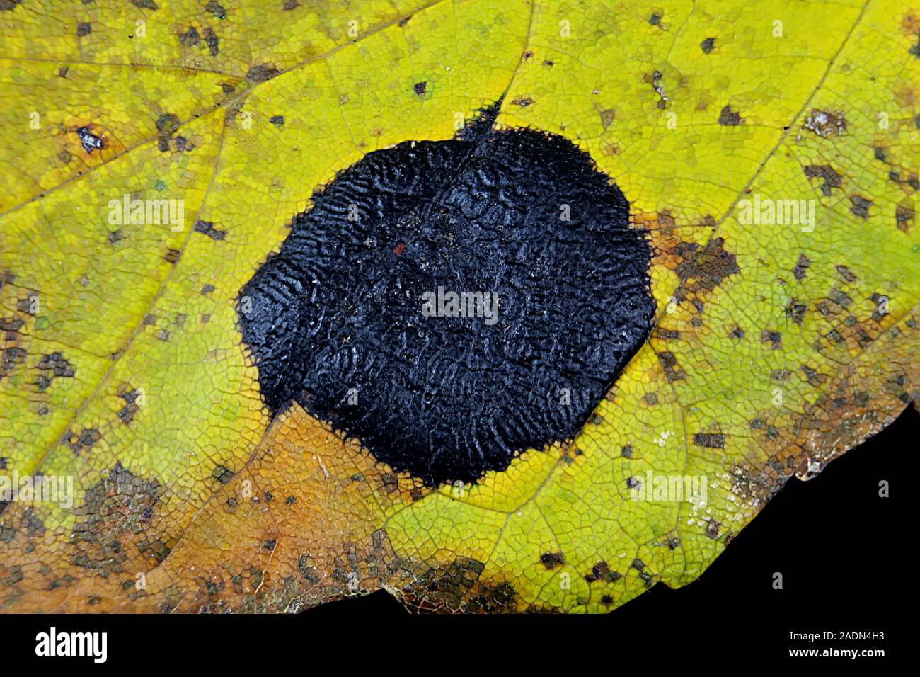 Makro des Maple Leaf mit Ahorn zerknittert Schorf auch Tar Spot genannt. Es wird durch einen Pilz namens Rhytisma acerinum verursacht. Gewählte Fokus auf schwarzem Teer Ort Stockfoto