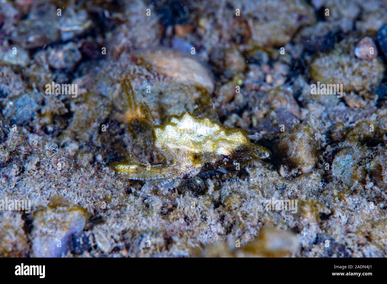 Drachen meer Motte Eurypegasus draconi Stockfoto