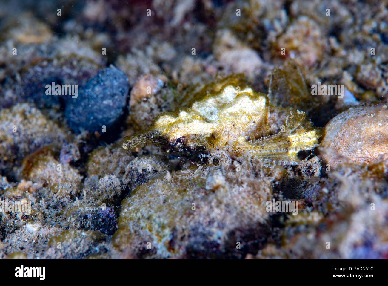 Drachen meer Motte Eurypegasus draconi Stockfoto