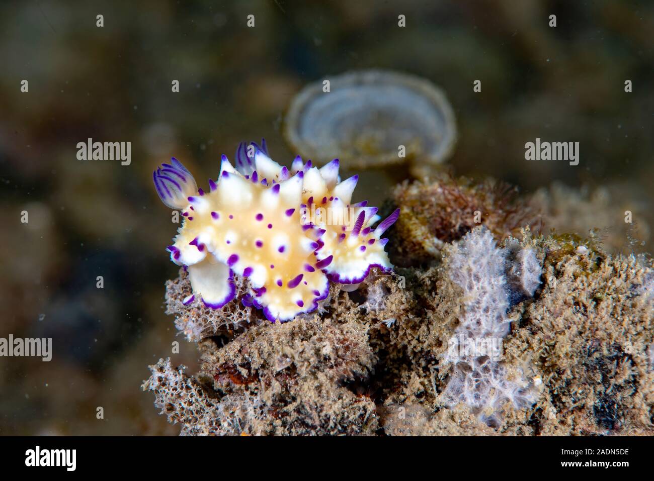 Glossodoris multituberculata, Nacktschnecke Stockfoto