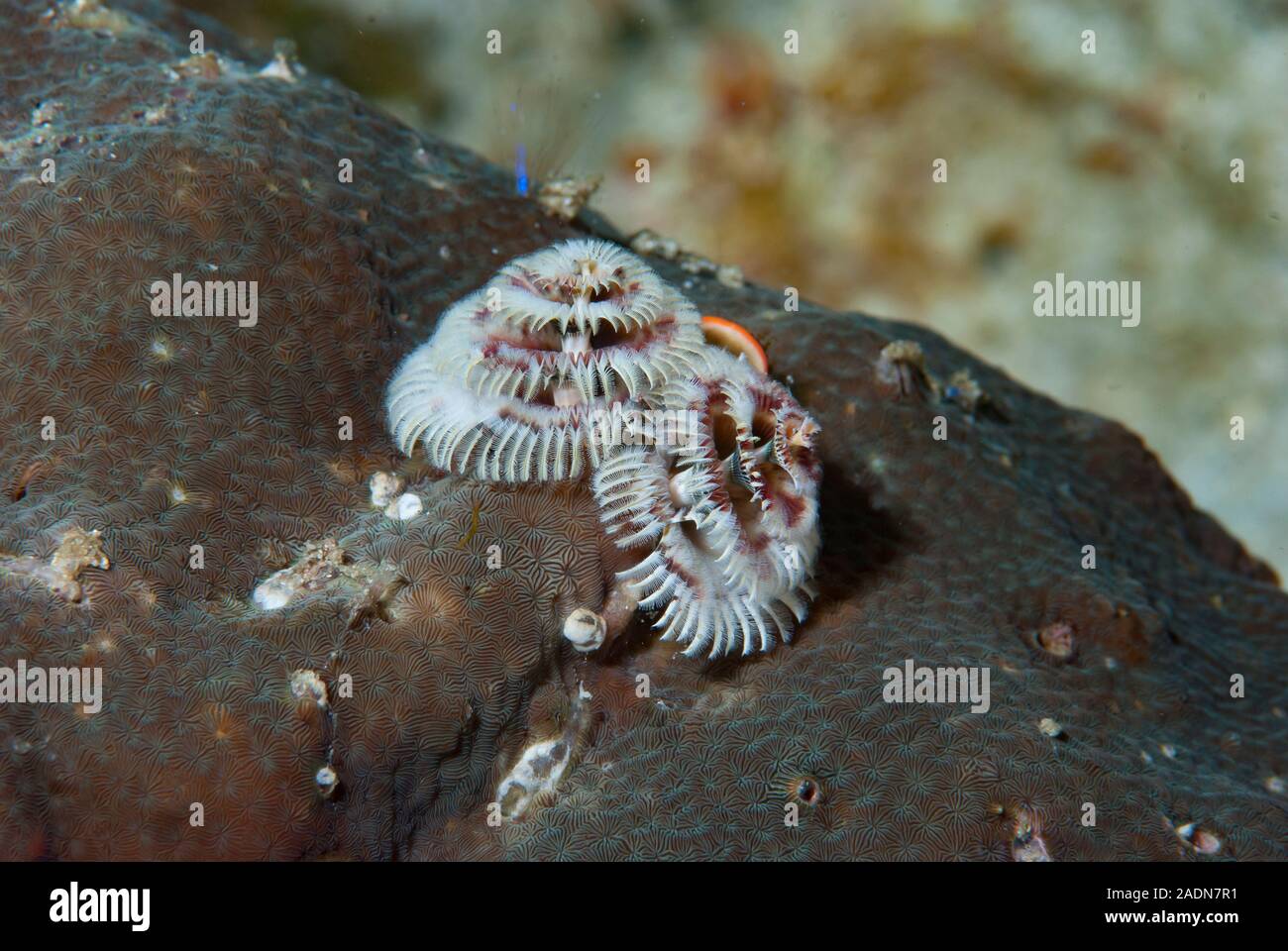 Christmas Tree Wurm Spirobranchus giganteus Stockfoto