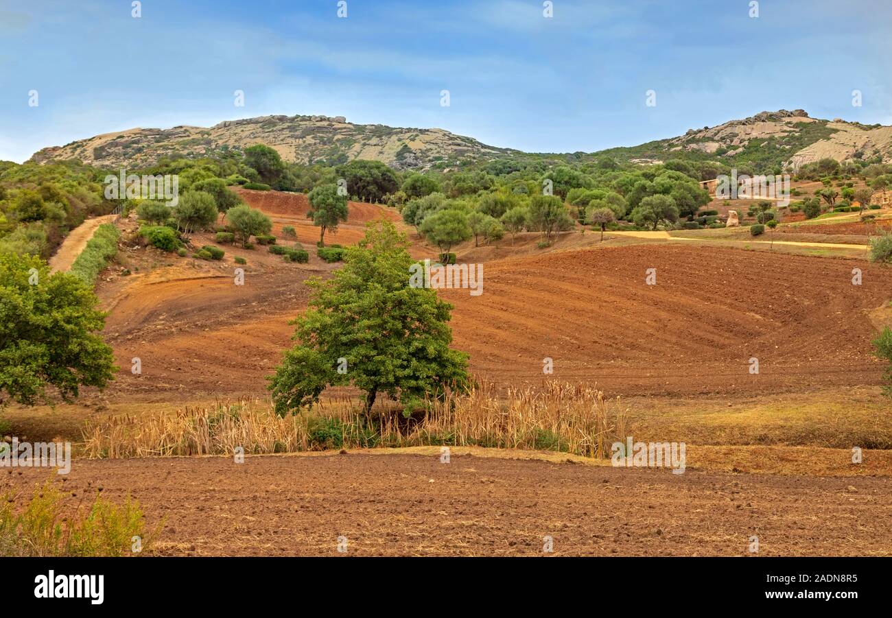 Brauner, fruchtbarer, gepflügte Boden eines landwirtschaftlichen Feldes in der sardischen Landschaft, Provinz Sassari, Sardinien, Italien. Stockfoto